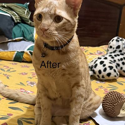 Blue Coat Vet – Pet Clinic in Sushant Lok