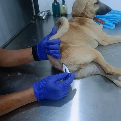 Vetlyf Pet Clinic