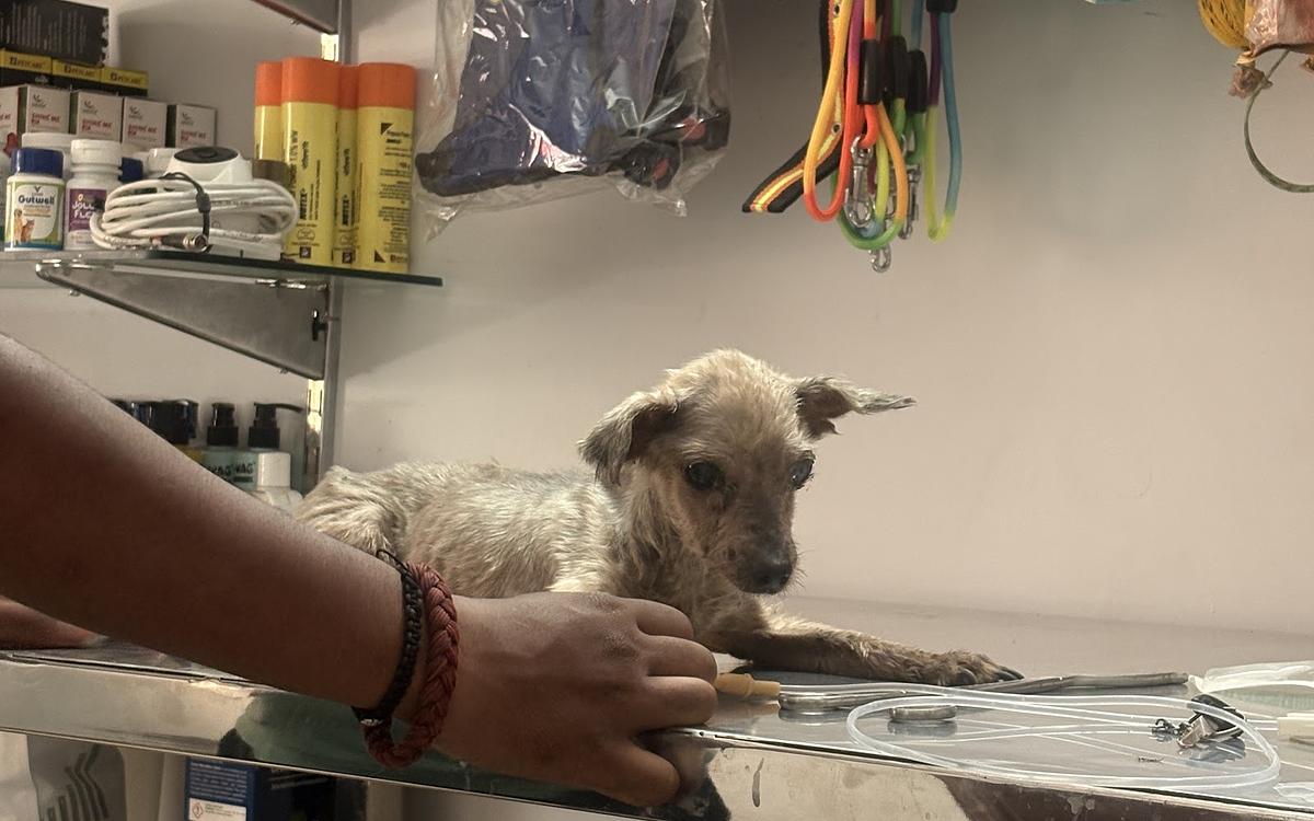 Vetify Animal Clinic Sec-7 Gurgaon