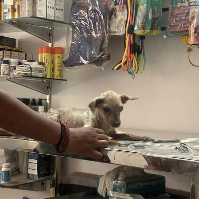 Vetify Animal Clinic Sec-7 Gurgaon