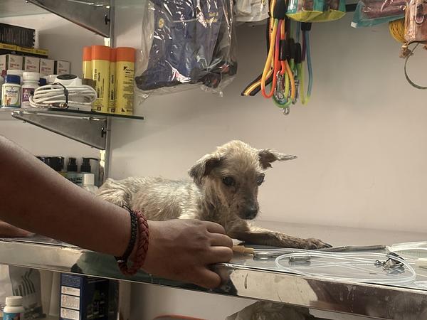 Vetify Animal Clinic Sec-7 Gurgaon