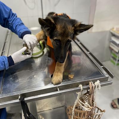 SJS Pet Care and Clinic