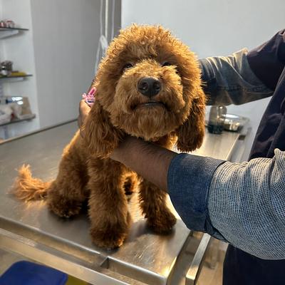 Vetlyf Pet Clinic