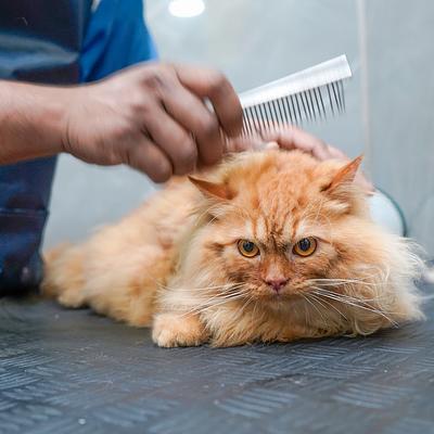 Vetic Pet Clinic Sec-15 Gurgaon