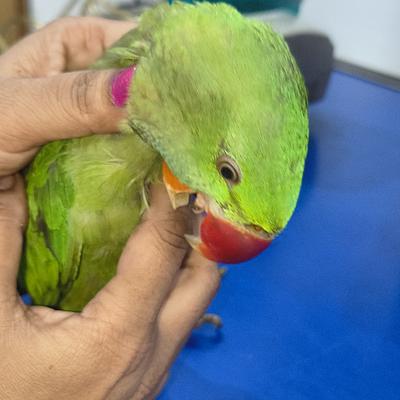 SKRD Veterinary Hospital