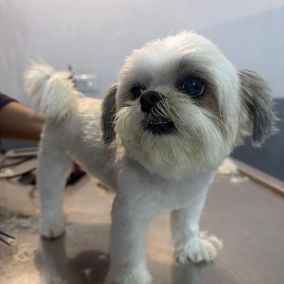 JP Pet Clinic