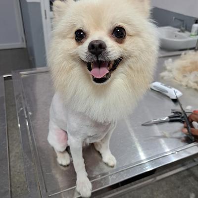 JP Pet Clinic
