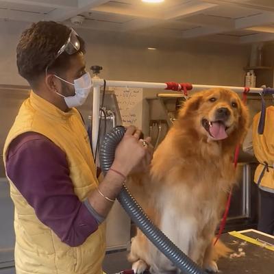 Groom Canine- The Pet Studio