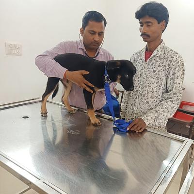 JP Pet Clinic