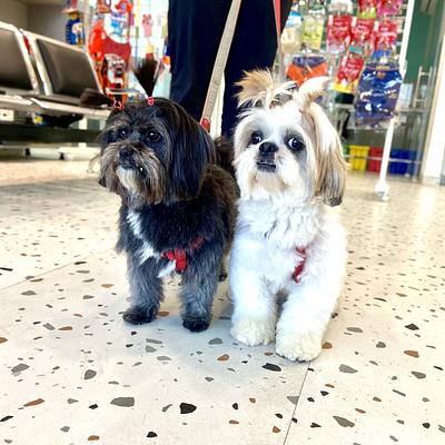 The Élite Vets Advanced Petcare
