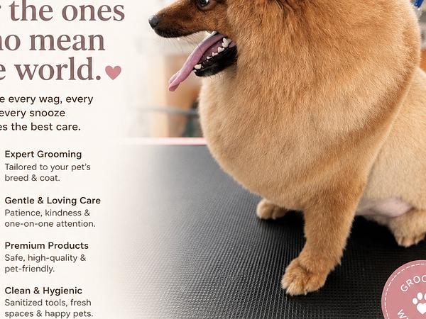 Pet Groomimg Spa And Vet by Sniff & Snooz Gurgaon Sec 65 open now || Pet Boarding