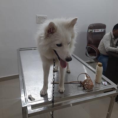 JP Pet Clinic