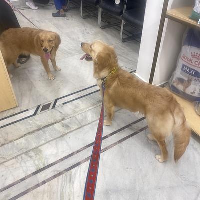 Vetic Pet Clinic Galleria Gurgaon