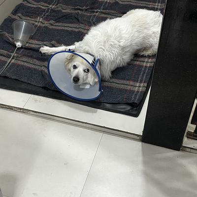 Cessna Lifeline Veterinary Hospital, Gurugram