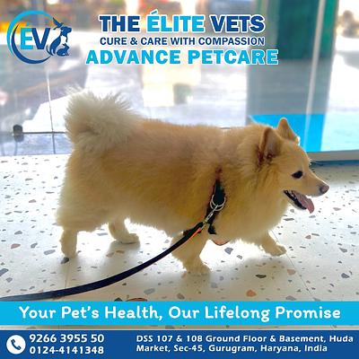 The Élite Vets Advanced Petcare