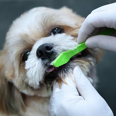 Vetic Pet Clinic Galleria Gurgaon