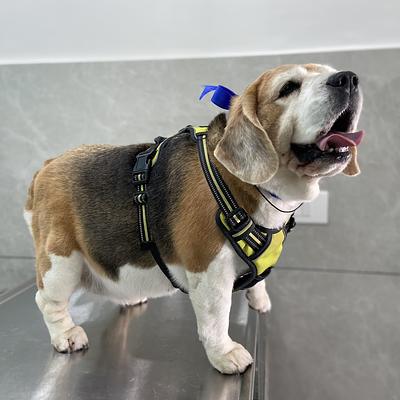 The Élite Vets Advanced Petcare