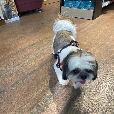Vetic Pet Clinic Sohna Road Gurgaon