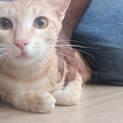 VET-24 CLINIC & PET SPA