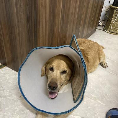 Cessna Lifeline Veterinary Hospital, Gurugram