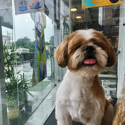 Groom Canine- The Pet Studio