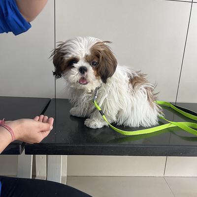 Cessna Lifeline Veterinary Hospital, Gurugram