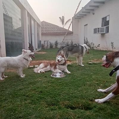 AVC Multispeciality Pet Hospital