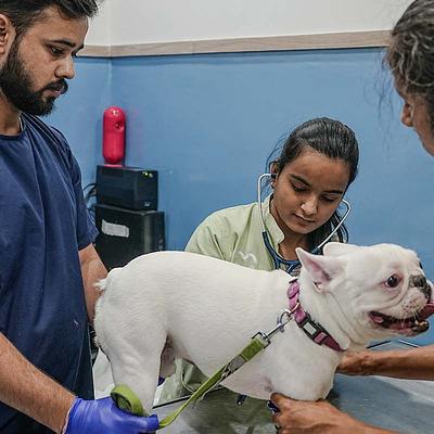 Vetic Pet Clinic Sohna Road Gurgaon