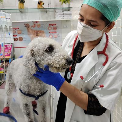 Dr Sristi Pet Well Clinic & Hospital