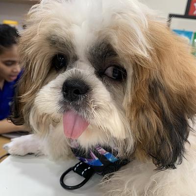 Vetic Pet Clinic Sec-45 Gurgaon
