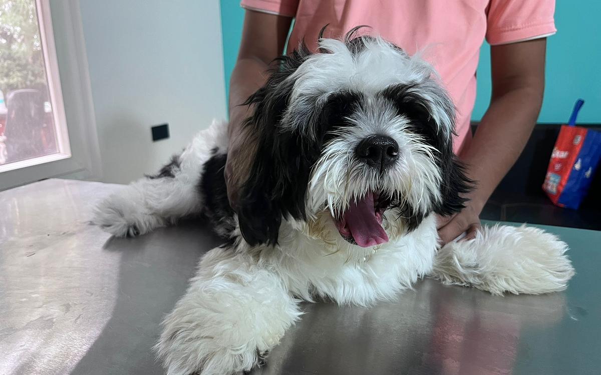 Dr Manoj Vet Care Pet Clinic