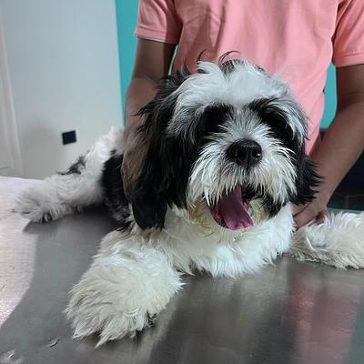 Dr Manoj Vet Care Pet Clinic