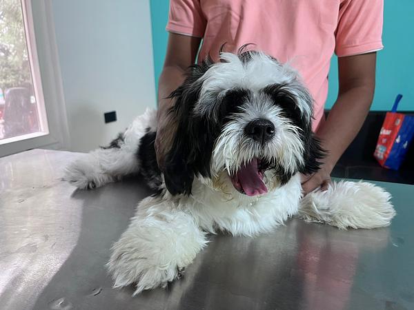 Dr Manoj Vet Care Pet Clinic