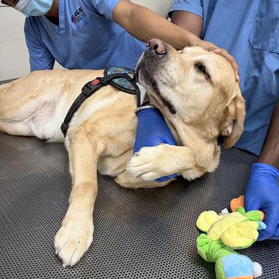 CGS Veterinary Hospital