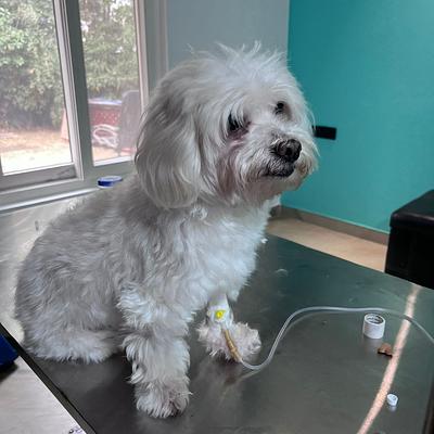 Dr Manoj Vet Care Pet Clinic