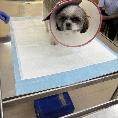 Vetic Pet Clinic Sec-45 Gurgaon