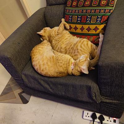 Dr Manoj Vet Care Pet Clinic