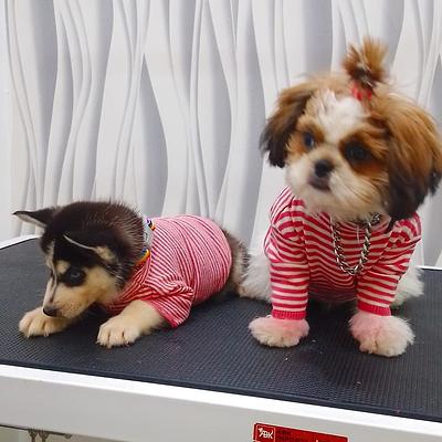 Deluxe Pet Store and Grooming Parlour