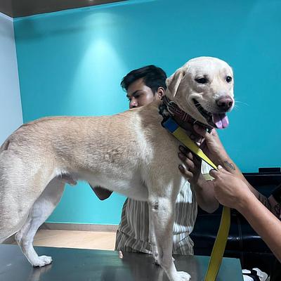 Dr Manoj Vet Care Pet Clinic