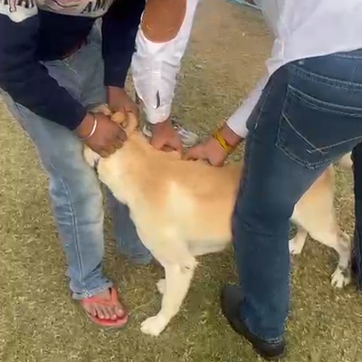 Vet At Home By Dr. Rahul Yadav | Pet clinic in Gurgaon | 24*7