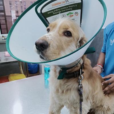 Vetic Pet Clinic Golf Course Rd Gurgaon