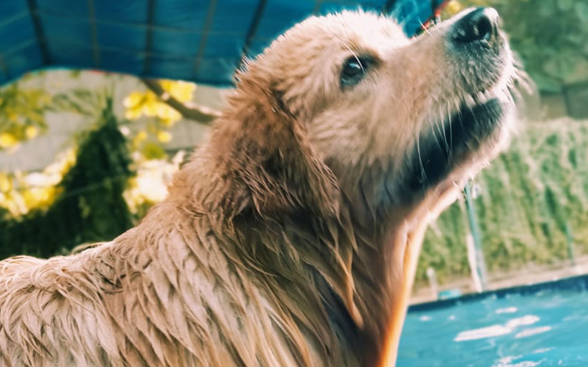 DCC Animal Hospital Grooming & Boarding