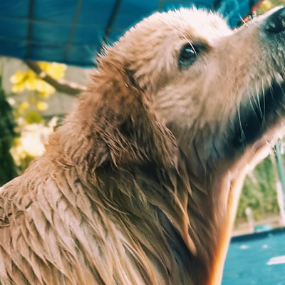 DCC Animal Hospital Grooming & Boarding