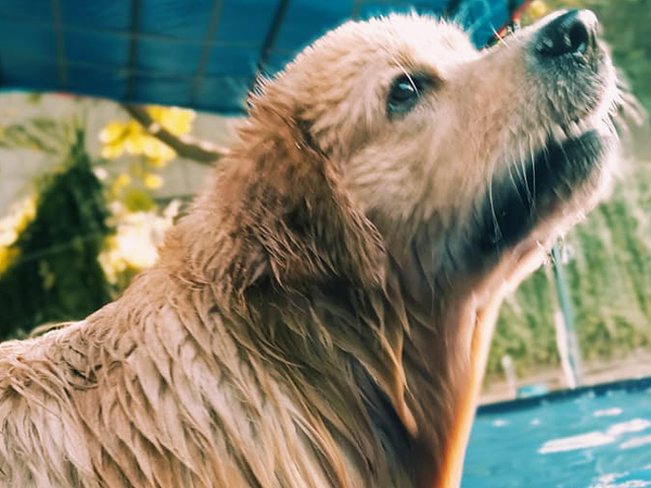 DCC Animal Hospital Grooming & Boarding