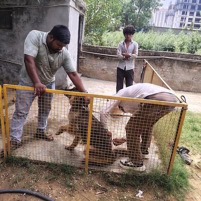 Vet At Home By Dr. Rahul Yadav | Pet clinic in Gurgaon | 24*7