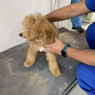 Vetic Pet Clinic Golf Course Rd Gurgaon