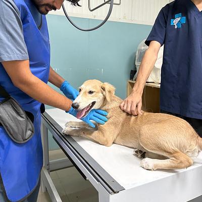 Animed Veterinary Clinic Gurugram