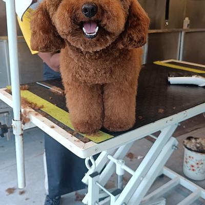 Groom Canine- The Pet Studio