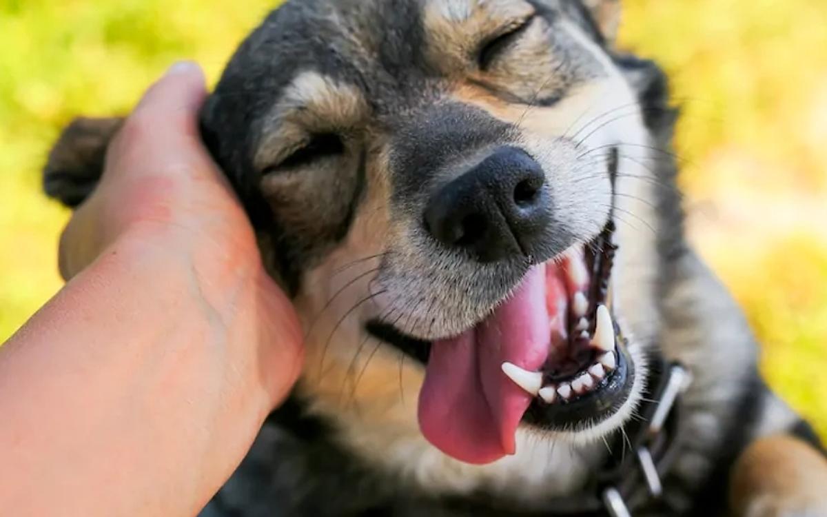 Paws & Claws Pet Clinic - Pet Clinic In Gurgaon - Pet Shop For Dog - Veterinary Clinic In Gurgaon