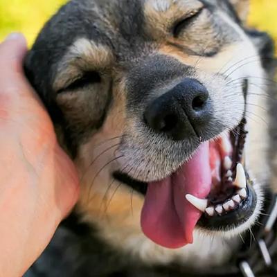 Paws & Claws Pet Clinic - Pet Clinic In Gurgaon - Pet Shop For Dog - Veterinary Clinic In Gurgaon